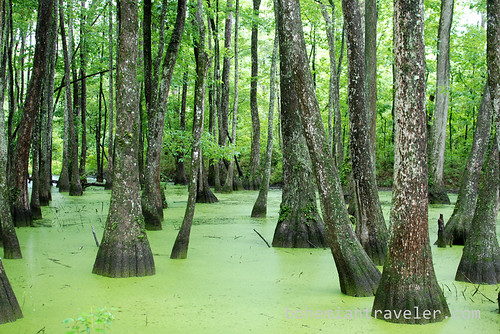 Water Tupelo Cypress Swamp Mississippi