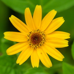 Asteraceae of Ecuador