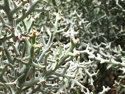 Plants in Jardín Botánico Canario Viera y Clavijo, Gran Canaria