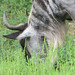 Wildebeest_003 posted by *Ice Princess* to Flickr
