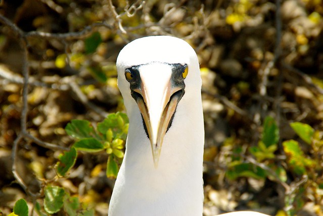 Nazca booby in the galapagos
