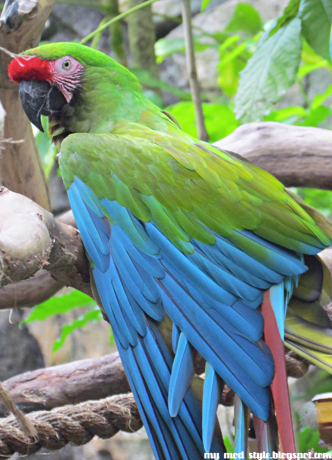 Animal Kingdom Parrot