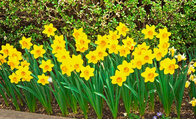 20120401-daffodils IMG_3953.jpg