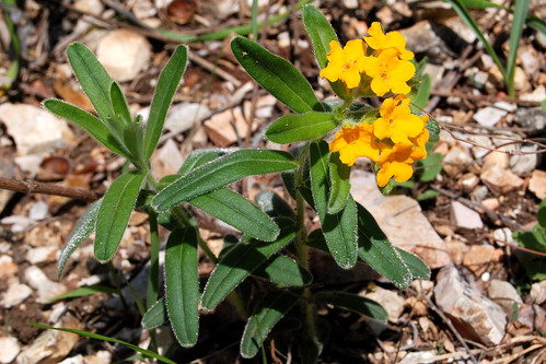 Hoary Puccoon, Lithospermum canescens