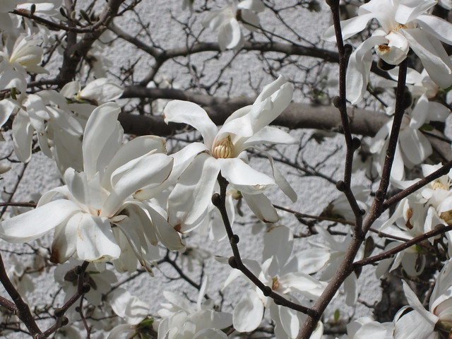 Magnoliaträd i blom