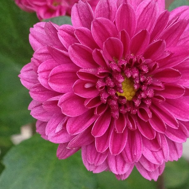 Tiny Bloom