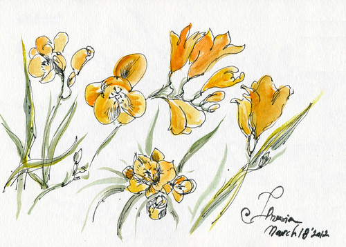 March 2012: Freesia by apple-pine