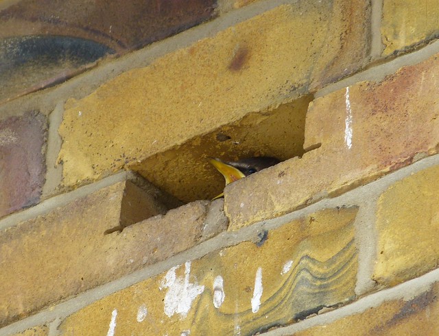 27518 - Starling nest, WWT London