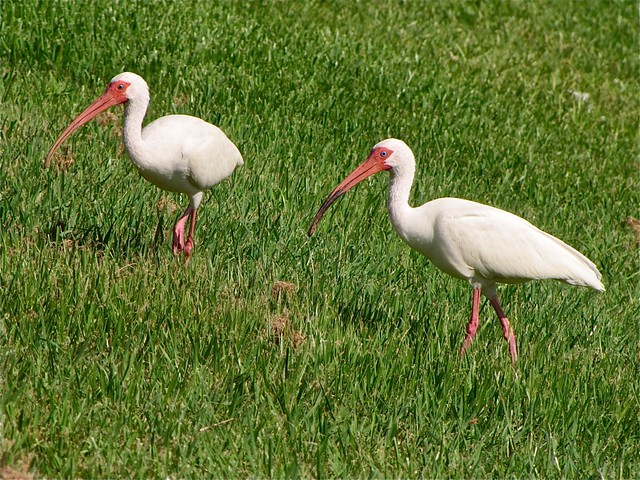 White Ibis in Tampa, FL 02