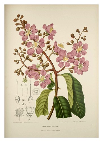 013-Flores del arbol de Jupiter-Fleurs, fruits et feuillages choisis de l'ille de Java-1880- Berthe Hoola van Nooten