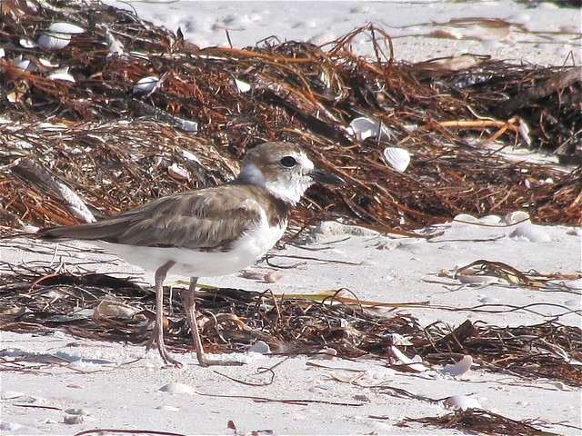 Wilson's Plover at Honeymoon Island State Park in Pinellas County, FL 06