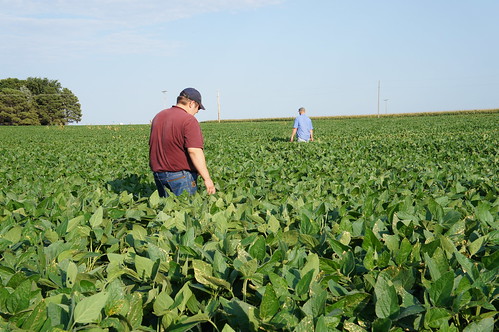 Dan and Andy walking the soybeans