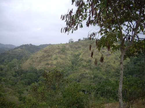 This is a view of the forest below us. On the hill in front will eventually be a house.
