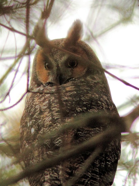 Long-eared Owl 2-20121103