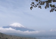 Mt.Fuji & moss phlox 2016