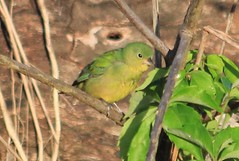 Male and female Painted Buntings at Circle B