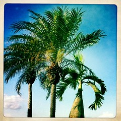 week 14, 2012: summer palm!
