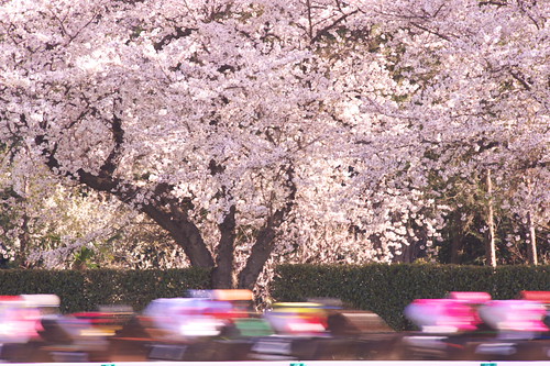 Sakura, Horse race