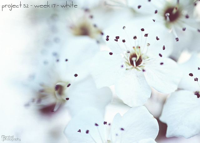 Project 52 - Week 17 - White