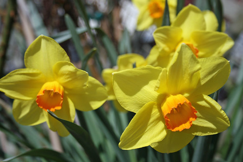 Yellow daffodils 3