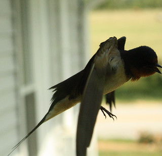 Barn swallow flight 5