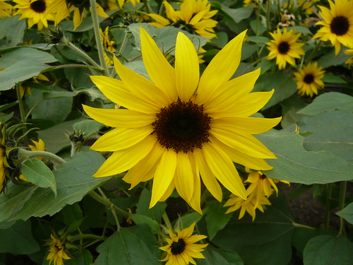 Eden Project sunflower