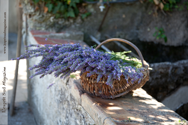 Lavenders from Provence