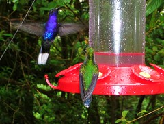 Maison des colibris - Costa Rica
