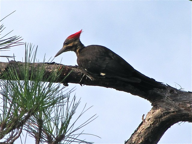 Pileated Woodpecker at Oscar Scherer State Park in Sarasota County, FL 05