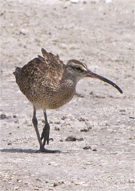 Whimbrel at the Sunshine Skyway Bridge North Rest Area in Pinellas County, FL 10