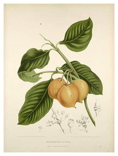 001-Tamarindo-Fleurs, fruits et feuillages choisis de l'ille de Java-1880- Berthe Hoola van Nooten
