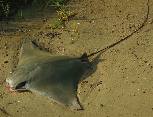 Don't just kill them, a Cownose ray is good eating!