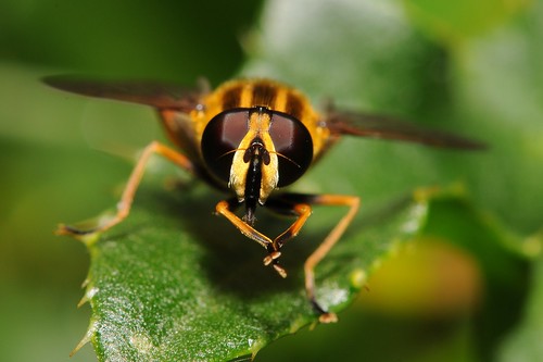 Hoverfly washing down by Andy Pritchard - Barrowford