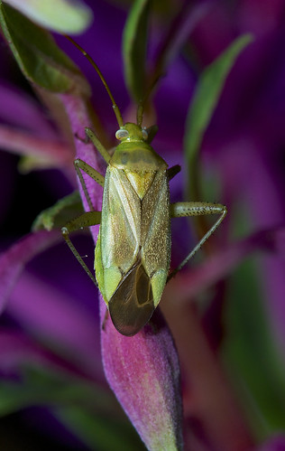 Common Green Capsid "Lygocoris pabulinus"