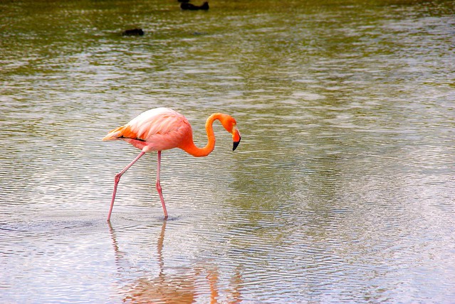 Galapagos-birds-flamingos
