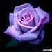 mawar ungu 3
