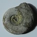 008 / Ammonite d'Iguerande ( Saône-et-Loire) France