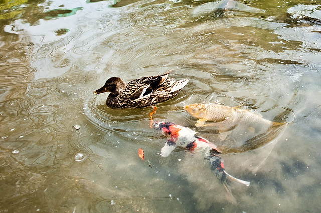 kyoto touji coy carp duck