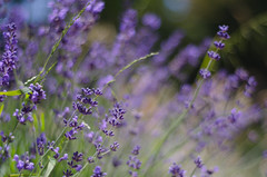 soft lavender [+2 in comments]