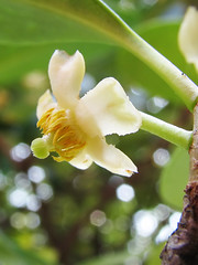 Pentaphylacaceae  モッコク科