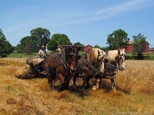 The wheat harvest via a McCormick Reaper-Binder, Howell Living History Farm, Lambertville, New Jersey
