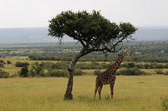 Kenya 2012