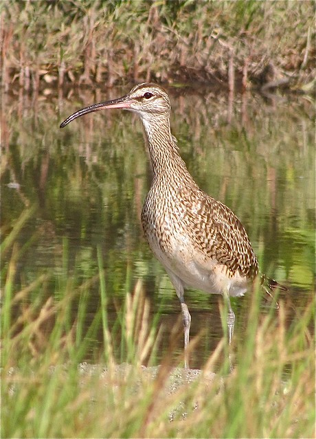Whimbrel at the Sunshine Skyway Bridge North Rest Area 05