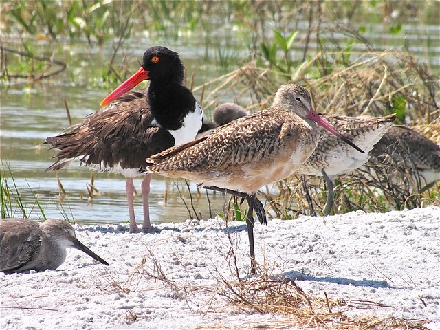 American Oystercatcher, Marbled Godwit, and Willet at Fort DeSoto in Pinellas County, FL 06