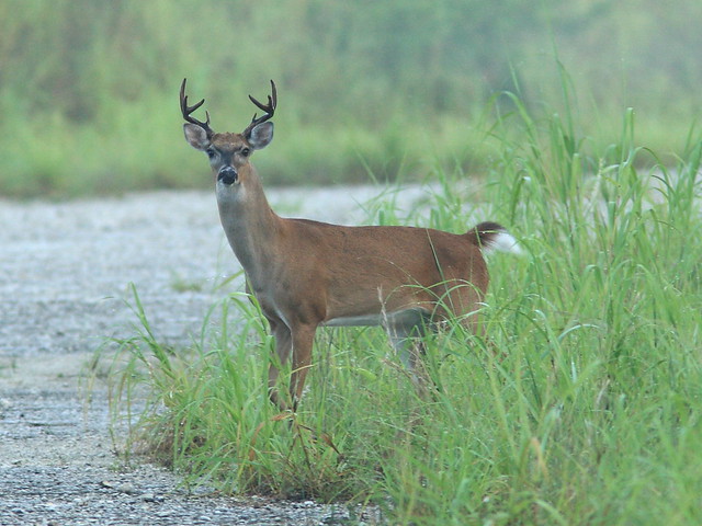 Whitetail deer buck 20120724