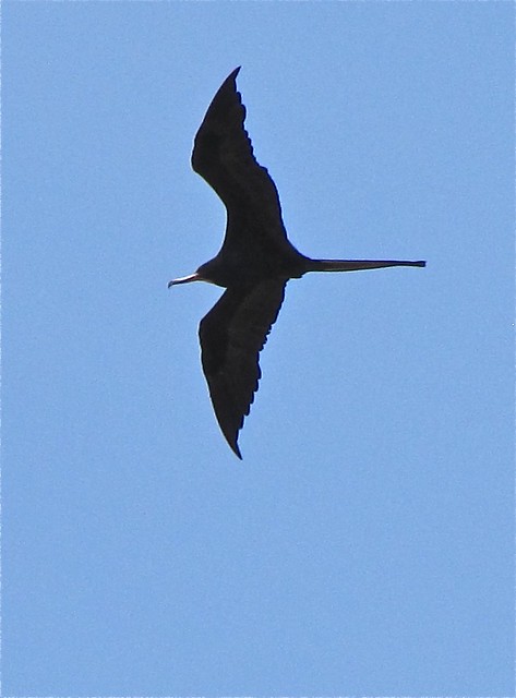 Magnificent Frigatebird at the Sunshine Skyway Bridge North Rest Area in Pinellas County, FL 01