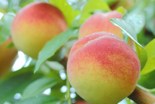 despite a spring freeze and a drought, everything's looking peachy!