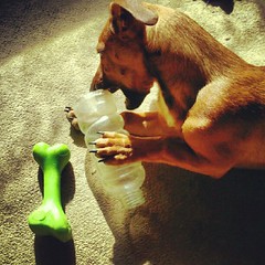 Boo with his 2 favorite toys, planet dog orbee bone and a bottle!