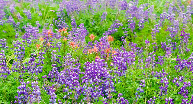 Unidentified
Lupines