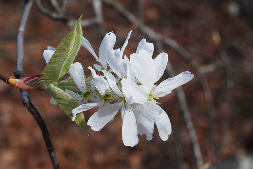 Up close flower blossom of Serviceberry, Amelanchier arborea, a white flowering native tree in the Missouri Ozarks.